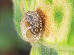 Xerotricha conspurcata