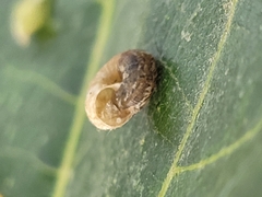 Xerotricha conspurcata