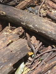 Plestiodon sumichrasti