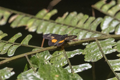 Acraea penelope