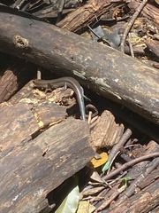 Plestiodon sumichrasti