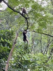 Macaca radiata