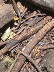 Plestiodon sumichrasti