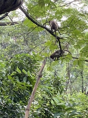 Macaca radiata