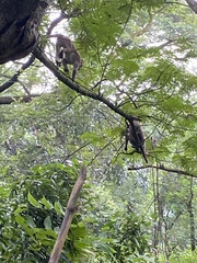 Macaca radiata