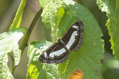 Neptis nemetes
