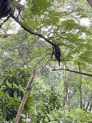 Macaca radiata