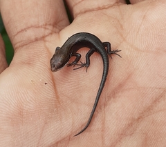 Eutropis carinata