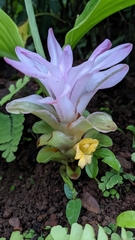 Curcuma pseudomontana