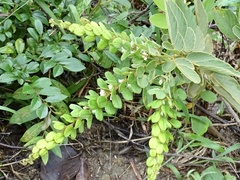 Phyllodium pulchellum