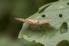 Catuna crithea