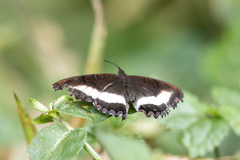 Eurytela hiarbas