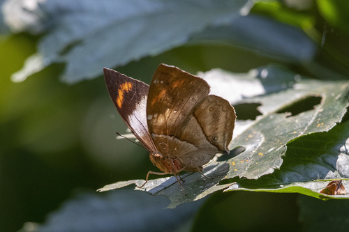 African leaf butterfly