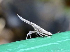 Pyrops candelaria