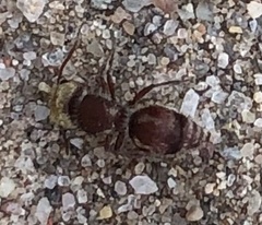 Pseudomethoca contumax