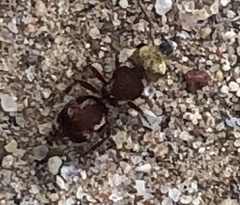 Pseudomethoca contumax