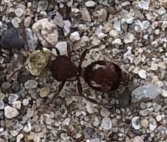 Pseudomethoca contumax