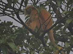 Trachypithecus geei