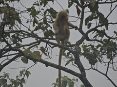 Trachypithecus geei
