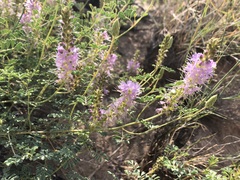 Dalea scariosa