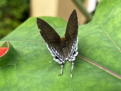 Hypolycaena sipylus
