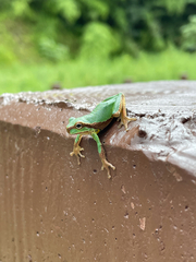 Shensi Treefrog photo 2