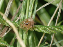 Thyene imperialis