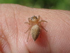 Thyene imperialis