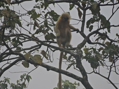 Trachypithecus geei
