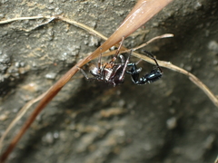 Harmochirus brachiatus
