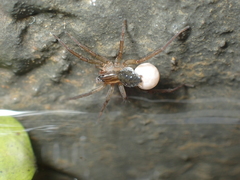 Piratula denticulata