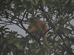 Trachypithecus geei