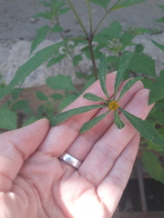 Bidens frondosa