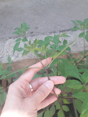 Bidens frondosa