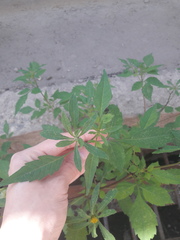 Bidens frondosa