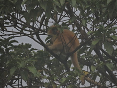 Trachypithecus geei