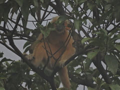 Trachypithecus geei