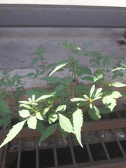 Bidens frondosa