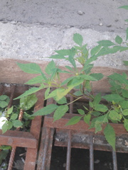 Bidens frondosa