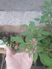 Bidens frondosa