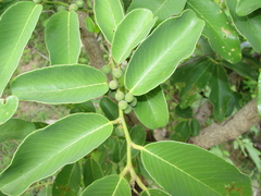 Bridelia retusa