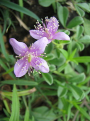 Cleome felina