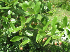 Lagerstroemia parviflora