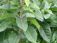 Madhuca longifolia latifolia