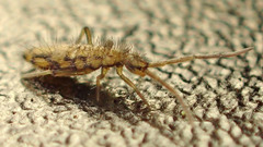 Entomobrya katzi