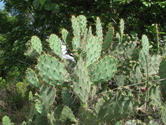 Opuntia elatior