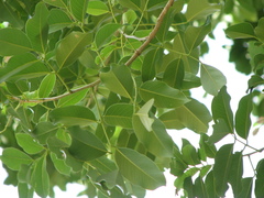 Pterocarpus indicus