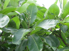 Semecarpus anacardium