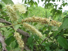 Terminalia crenulata