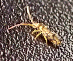 Entomobrya katzi
